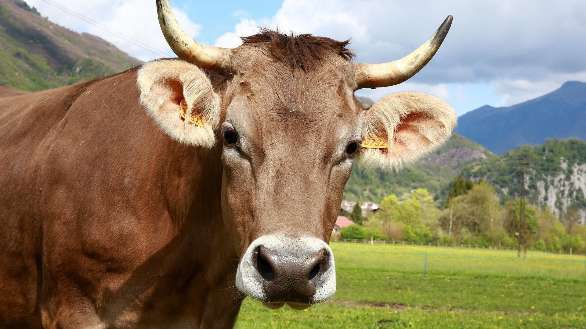 Yurt Dışı Kurban (Büyükbaş)